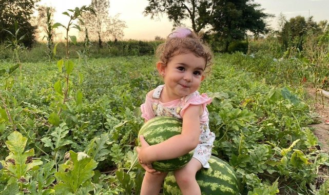 Düzce'de fındıktan sonra en çok ceviz yetişti