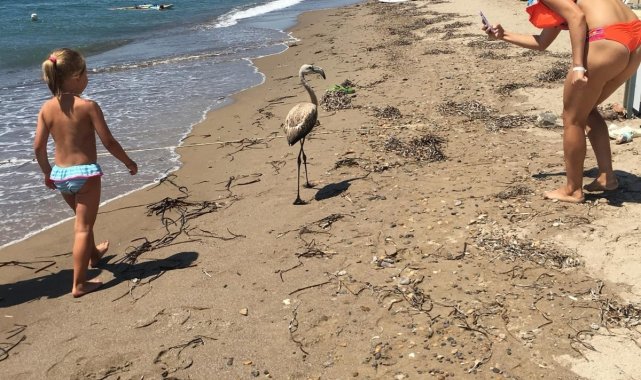 Flamingo'yu sahilde görenler şok oldu