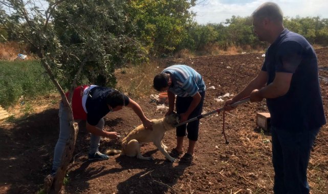 Kilis'te evcil hayvanlara mikro çip uygulaması başladı