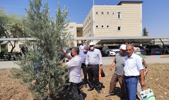 Kilis'te yağlık zeytin verimi arttırılacak