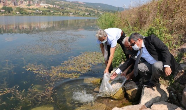 Kocaeli'de göletlere 171 bin sazan balığı bırakıldı