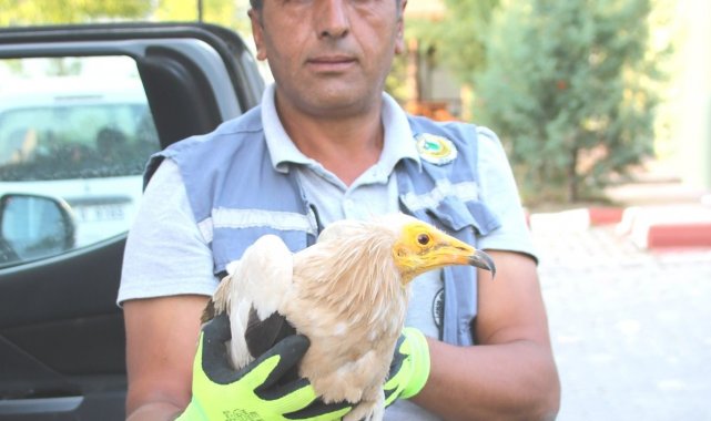 Kütahya'da yaralı Mısır Akbabası tedavi altına alındı