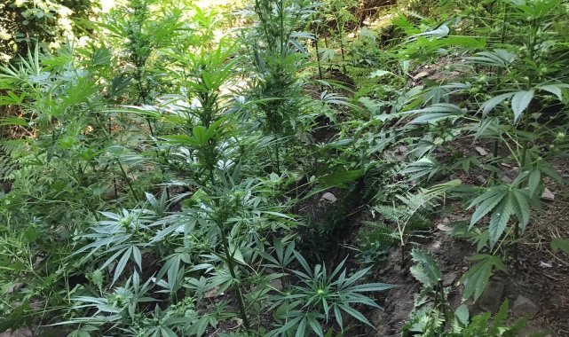 Manisa'da 519 kök kenevir bitkisi ve 2 kilogram kubar esrar ele geçirildi