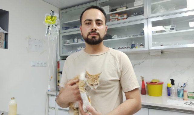 Muğla'daki yangınlarda yaralanan kedi Eskişehir'de tedavi altında