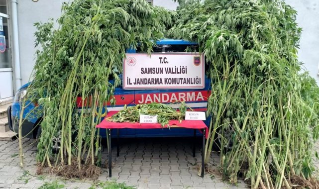Samsun'da 583 kök kenevir ele geçirildi, 18 kişi gözaltına alındı