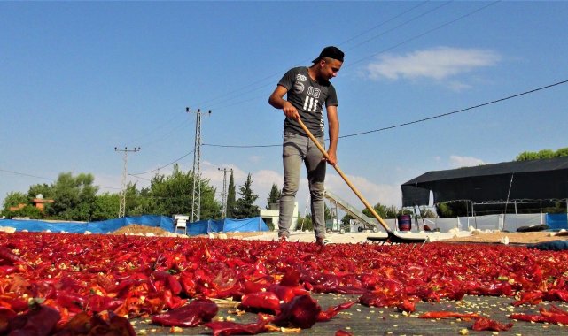 Şanlıurfa'da acı telaş