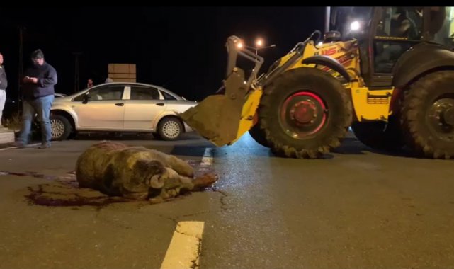 Sarıkamış'ta otomobilin çarptığı ayı telef oldu