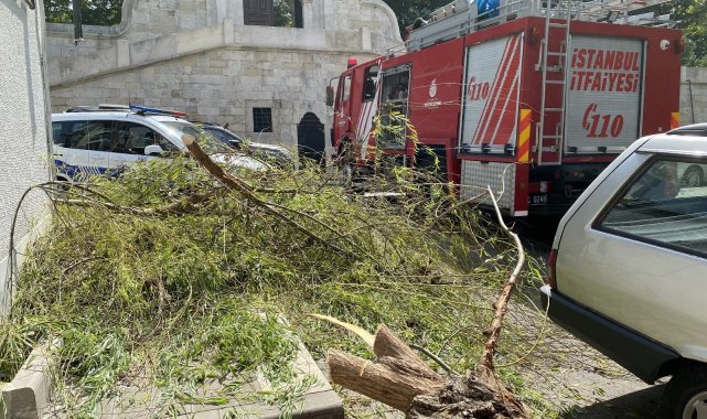 Üsküdar'da kökü çürüyen söğüt ağacı otomobil üzerine devrildi