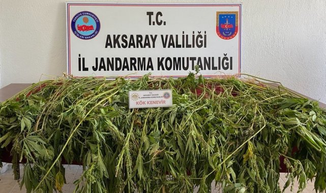 Aksaray'da 225 kök kenevir bitkisi ele geçirildi