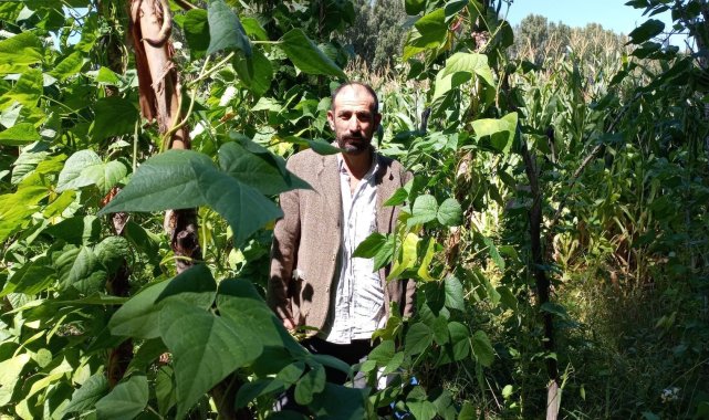 Araplı Fasulyesi pazardaki yerini aldı