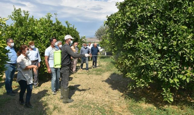 Aydın'da Akdeniz Sineği ile mücadele başladı
