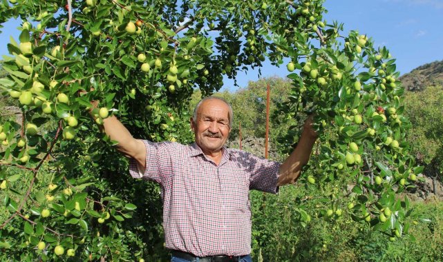 Başkent'in yanı başında yetişen Çin hurması: "Hünnap"