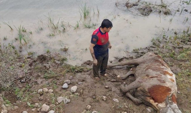 Bataklığa saplanan ineği itfaiye ekipleri kurtardı