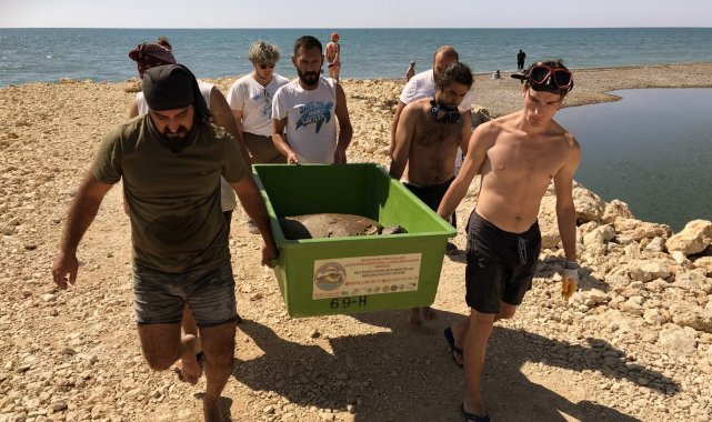 Belek'te kurtarılan Caretta'lar tedaviye alındı