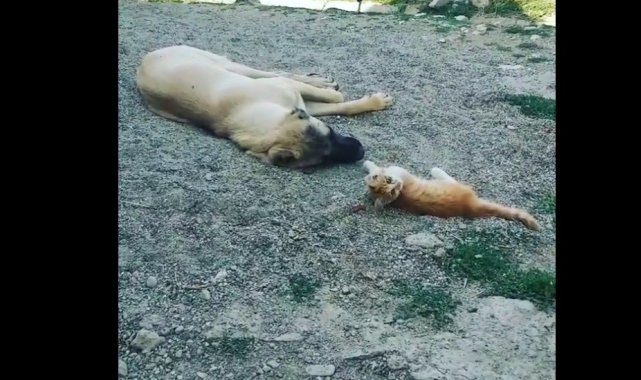 Boncuk ile Karabaş'ın iç ısıtan dostluğu!