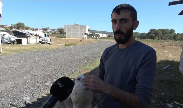 Böyle vicdansızlık görülmedi, martının ayaklarını kesip doğaya saldılar