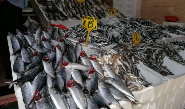 Bugün günlerden 'palamut': Yarım kiloluk palamut 15 lira
