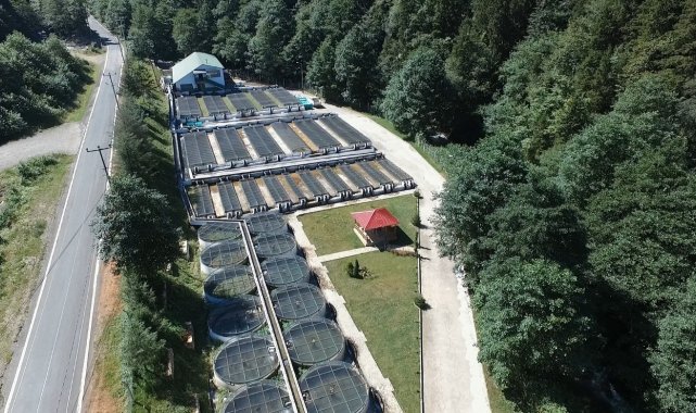 Burada yetiştirilen milyonlarca alabalıklar, Türkiye'nin farklı yerlerindeki orman içi sulara bırakılıyor