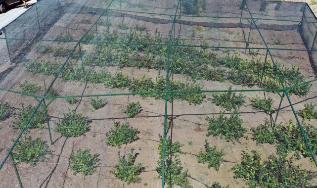 Büyükşehir'den aronia meyvesi için destek