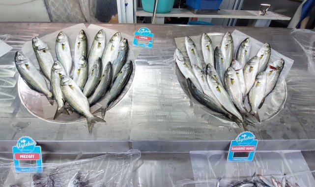 Denizin paşası Lüfer tahtını geri aldı: 70'ten 50 liraya indi