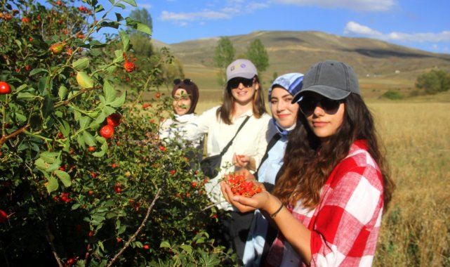 Dikenli dallardan toplanan kuşburnular köylerde yorucu bir çalışmanın ardından marmelat olarak kavanozlara giriyor