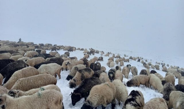 Doğu Karadeniz Yaylaları'nda erken görülen kar yağışı en çok onları etkiledi