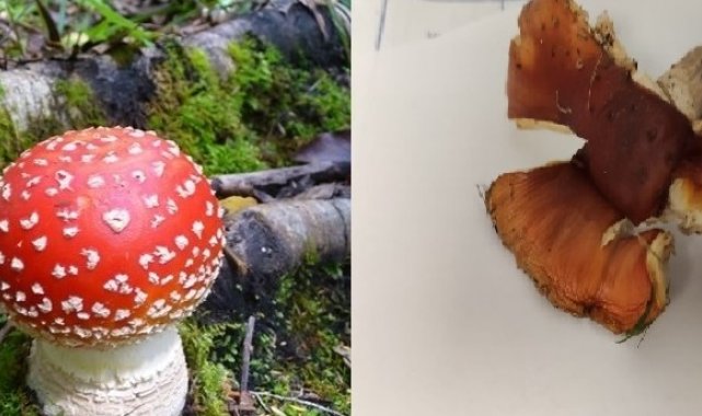 Doğu Karadeniz'de mantar zehirlenmelerinde dikkat çeken artış