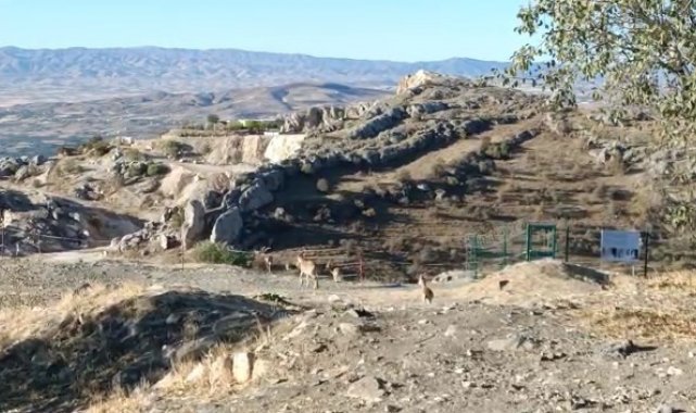 Elazığ'da yaban keçileri tarihi Harput Kalesine indi