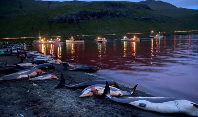 Faroe Adaları'ndaki "festivalde" bin 428 balina ve yunus öldürüldü