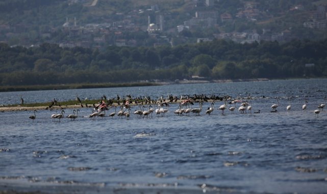 İzmit Körfezi'nde flamingolardan görsel şölen