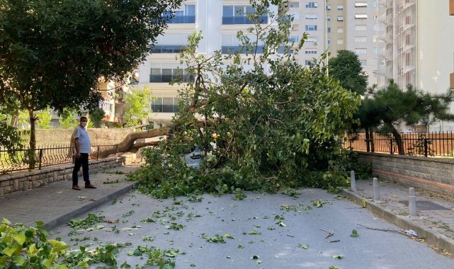 Kadıköy'de dut ağacı park halindeki otomobilin üzerine devrildi