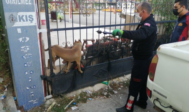 Kafası demir kapıya sıkışan pitbull cinsi köpeği itfaiye kurtardı