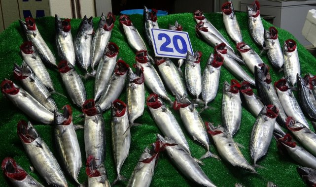 Karadeniz'de balık bolluğu