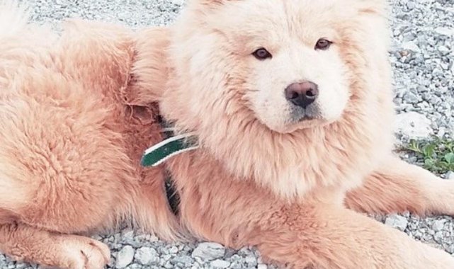 Kayıp 'Muhtar'ı bulana 6 bin lira ödül verecek