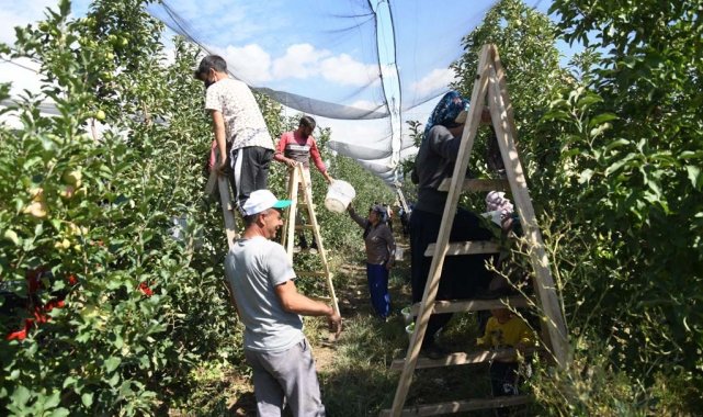 Kayseri'de elma hasadı başladı