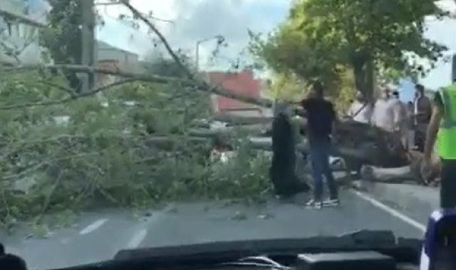 Küçükçekmece'de rüzgara dayanamayan ağaç gövdesinden kırıldı