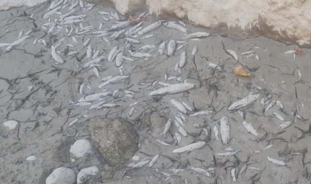 Menderes'te sular çekildi, oksijensiz kalan binlerce balık telef oldu