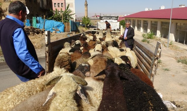 Muş'tan büyük şehirlere kuzu sevkiyatı
