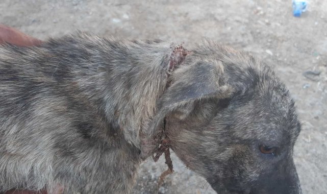 Naylon ip köpeğin boynunu kesti