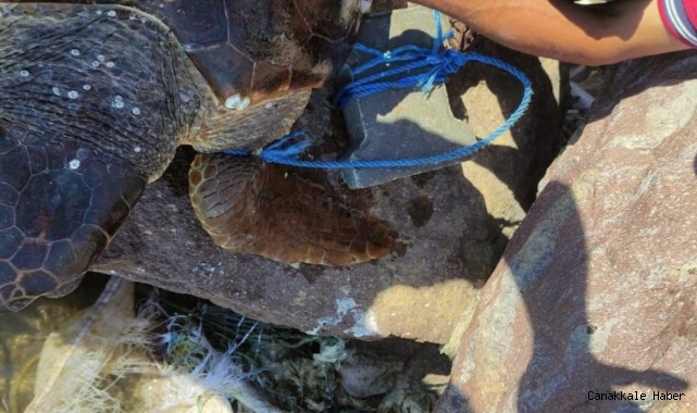 Parke taşı bağlanarak denize atılan Caretta Caretta kurtarıldı