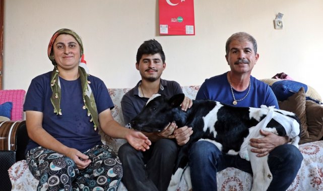 Prematüre doğan buzağını evine aldı, biberonla besleyip altını bezledi