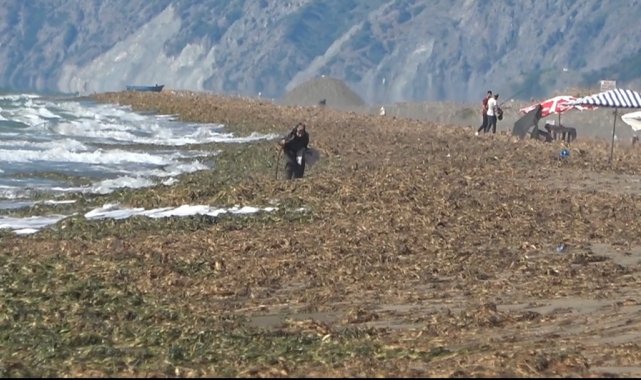 Samandağ sahilini kaplayan su canavarları için temizlik çalışması başlatıldı