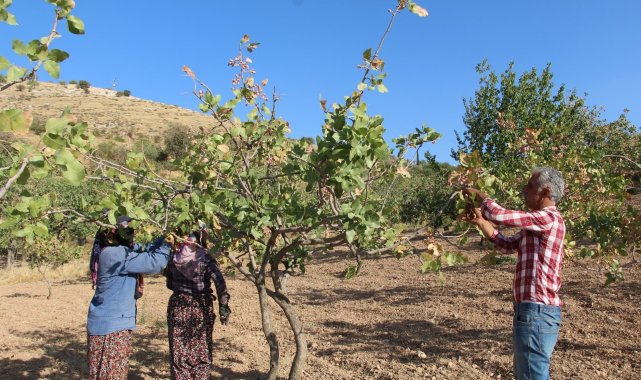 Siirt'te, ülke ekonomisine 10 milyar lira gelir sağlayan fıstık hasadı sona erdi