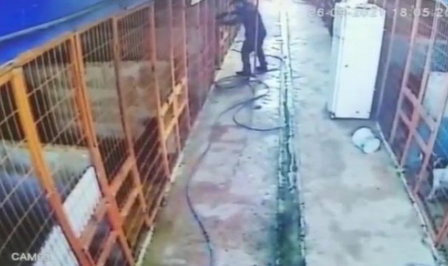 Tuzla'da av tüfeği ile köpeği telef eden şahıs kamerada