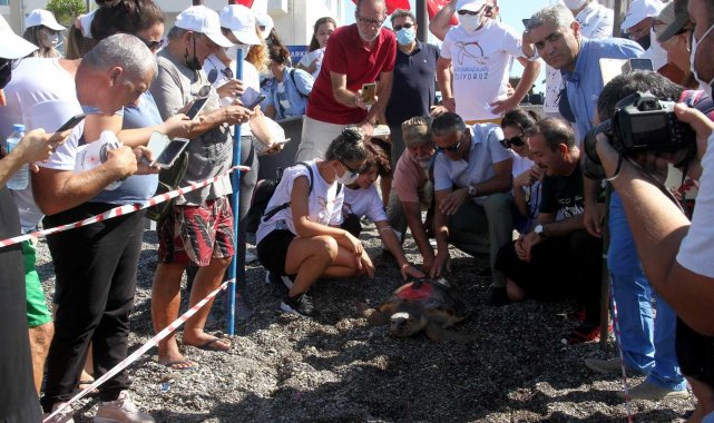Uydu takip cihazı takılan 2 caretta caretta denize bırakıldı