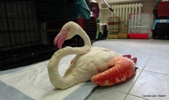 Yorgun flamingo Çanakkale’de tedavi altına alındı