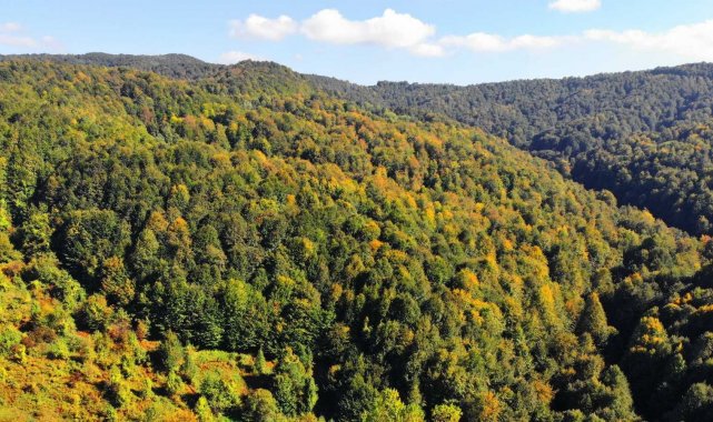 Zonguldak ormanları sonbaharı karşılıyor
