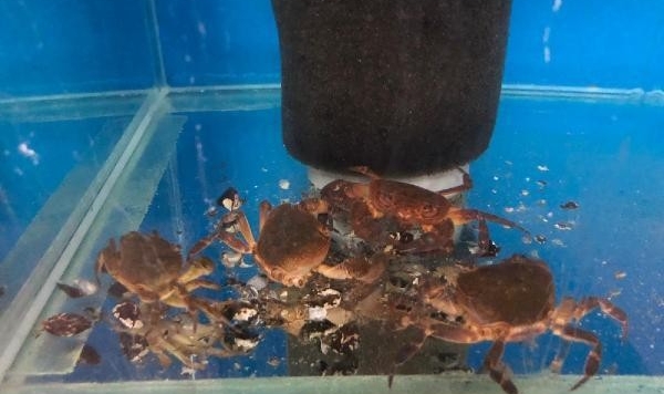 İstilacı Midyelerle Biyolojik Mücadele Yöntemi ÇOMÜ’de bulundu