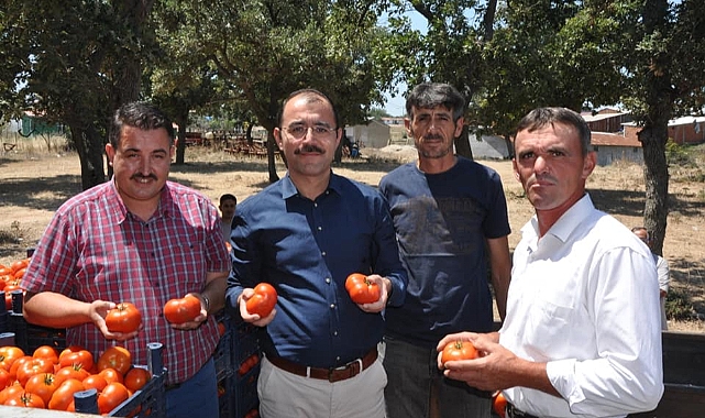 Biga'da domates hasadı