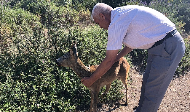 Doğal ortamına bırakıldı